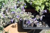 Nepeta x faassenii 'Walker's Low'