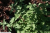 Nepeta x faassenii 'Walker's Low'