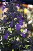 Nepeta x faassenii 'Walker's Low'