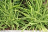 Nephrolepis cordifolia