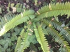 Nephrolepis cordifolia