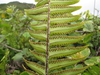 Spores