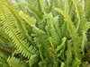 Nephrolepis exaltata