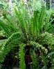 Nephrolepis exaltata