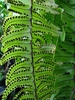 Spores