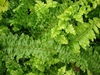 Form 'Ruffles'