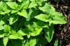 Nepta cataria