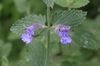 Nepta cataria