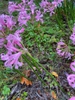 Nerine bowdenii flowering stems