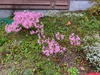 Nerine bowdenii whole plant