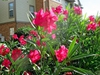 Nerium oleander