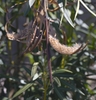 brown splitting seed pod with tiny seeds attached to disperse