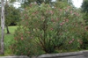 Nerium oleander Form