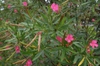 Nerium oleander Leaf and Flower
