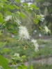 Neviusia alabamensis
