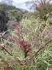 Reddish new leaf growth in October in Victoria, Australia