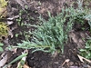 New planting form in April in Mercer County, New Jersey