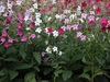 clusters of white, pink, or dark pink flowers.