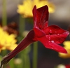 Tubular flowers with star shaped petals on the front side.
