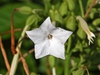 Nicotiana sylvestris
