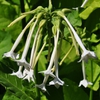 Nicotiana sylvestris