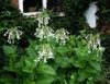 Nicotiana sylvestris