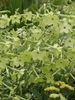 Nicotiana-x-sanderae-Perfume-Lime