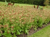 Nicotiana 'Baby Bella Antique Red' mass planting
