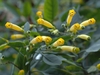Yellow tubular flowers with narrow mouth. Glaucous foliage.