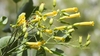 Yellow tubular flowers with narrow mouth. Glaucous foliage.