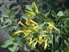 Yellow tubular flowers with narrow mouth. Glaucous foliage.