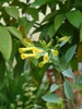 Yellow tubular flowers with narrow mouth. Glaucous foliage.