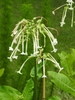 Nicotiana sylvestris flowers