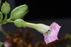 Close up of pink flower.