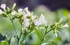 Pale pink tubular flowers