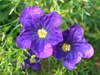 Nierembergia hippomanica