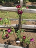 Form