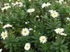 White-with-yellow eye daisy flowers