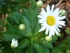 White-with-yellow eye daisy flowers