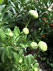 Nipponanthemum nipponicum