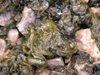 Nostoc spp.