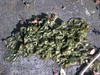 Nostoc spp.