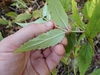 Underside of leaf