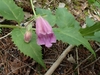 Serrated leaves, flower and bud