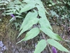 Leaves and stem