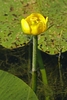 Yellow flower abover the water