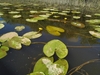 Growing in water