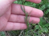 Leaves and stems