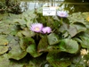 'Bagdad' Bluish fowers and mottled leaves