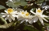 'Missouri' White flowers with yellow centers in a pond
